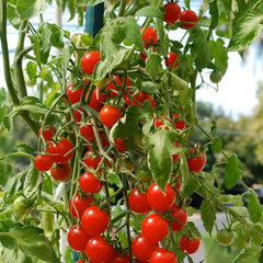 Arac sustinere plante otel si plastic lungime 90 cm verde