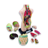 Joc Set Anatomia Umana ideal gradinite, scoli, activitati after-school