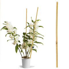 Arac din bambus pentru suport plante si legume diametrul 14-16 mm inaltime 120 cm