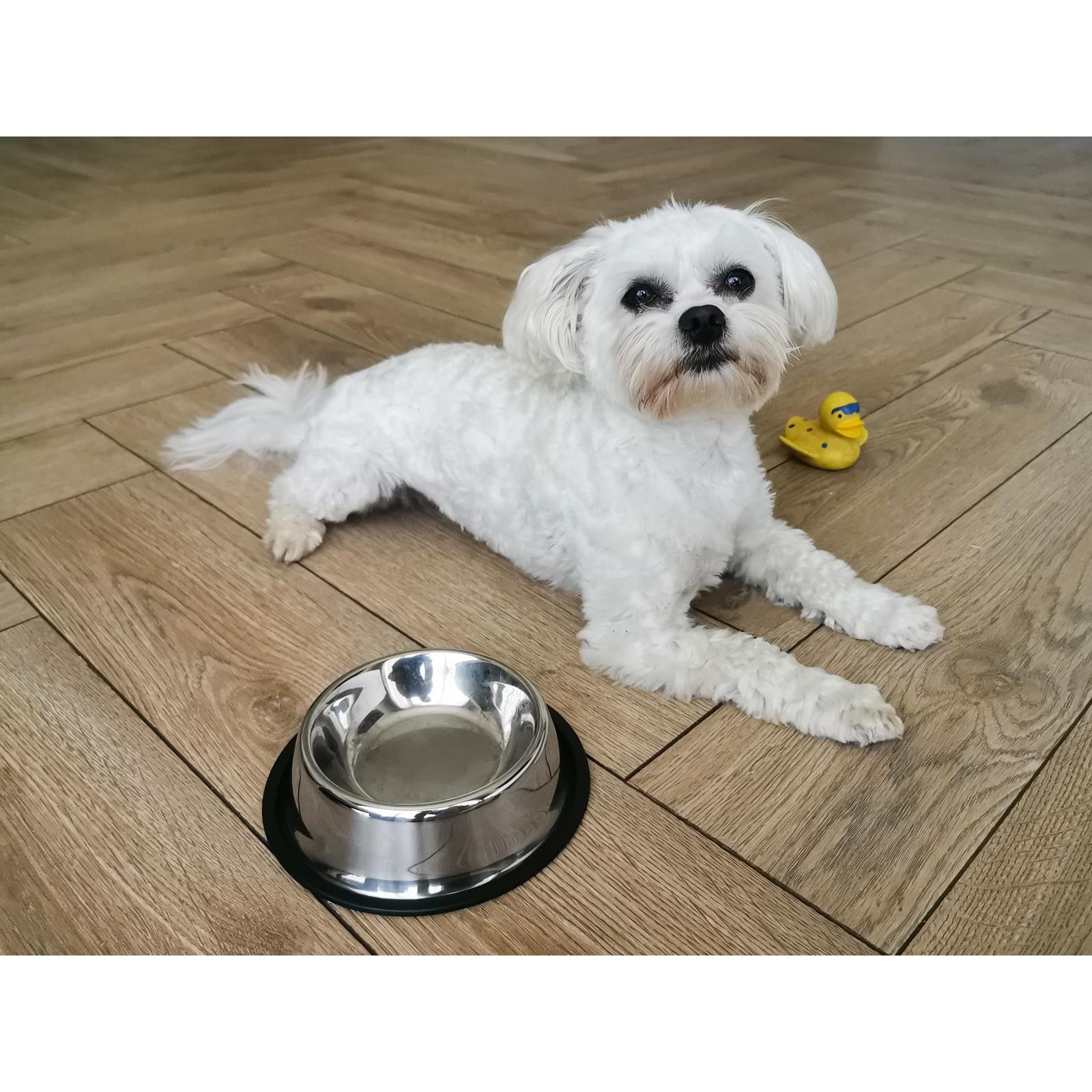 Castron Metalic pentru hranire Animale de Companie 22cm