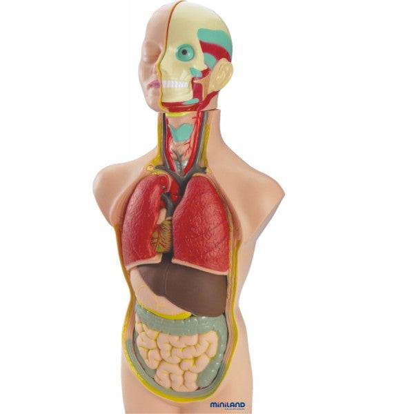 Joc Set Anatomia Umana ideal gradinite, scoli, activitati after-school