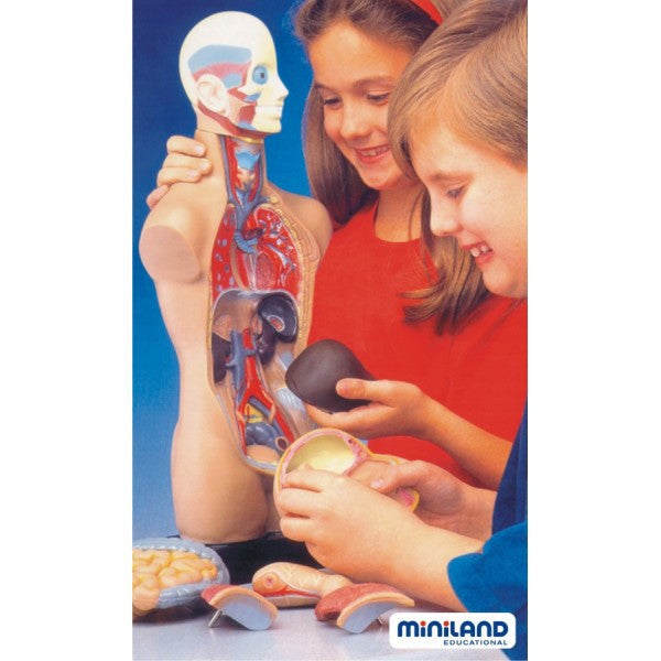 Joc Set Anatomia Umana ideal gradinite, scoli, activitati after-school