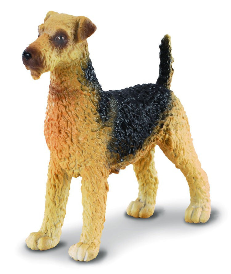 Terrierul Airedale - Collecta